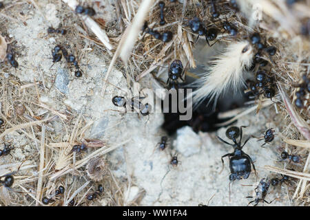 Piccole formiche nero (Lasius fuliginosus, Dendrolasius fuliginosus) che va verso il loro nido in Toscana, Italia Foto Stock