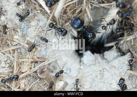 Piccole formiche nero (Lasius fuliginosus, Dendrolasius fuliginosus) che va verso il loro nido in Toscana, Italia Foto Stock