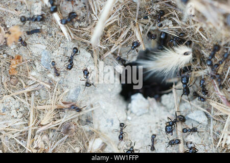 Piccole formiche nero (Lasius fuliginosus, Dendrolasius fuliginosus) che va verso il loro nido in Toscana, Italia Foto Stock