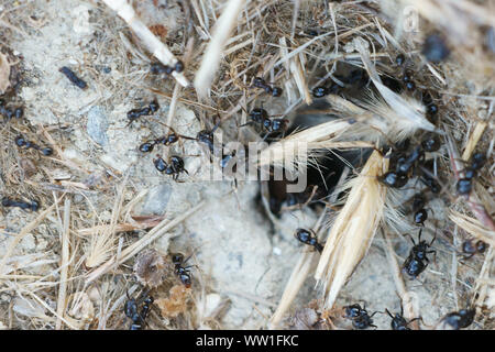 Piccole formiche nero (Lasius fuliginosus, Dendrolasius fuliginosus) che va verso il loro nido in Toscana, Italia Foto Stock