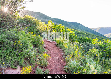 Luce del sole di mattina sunburst sul ripido sentiero Sunnyside in Aspen Colorado in Woody Creek quartiere in early 2019 estate con fiori selvatici giallo Foto Stock