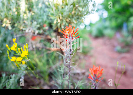 Sunnyside Trail in Aspen Colorado in Woody Creek quartiere a inizio estate 2019 con scarlatto Indian Paintbrush Castilleja miniata fiori wildflow Foto Stock