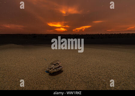 Il Tramonto nel deserto!! Foto Stock