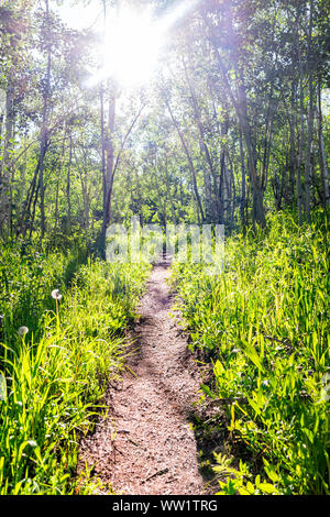 Foresta vista verticale sulla Sunnyside Trail in Aspen Colorado in Woody Creek quartiere nella mattina di inizio estate 2019 con fiori di campo e strada sterrata Foto Stock