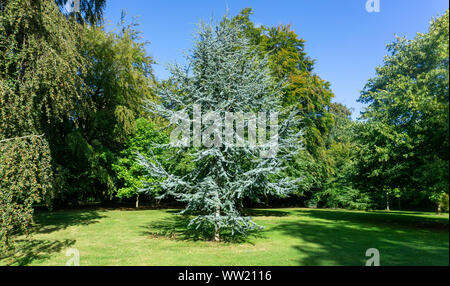 Cedrus atlantica Glauca tree, anche noto come blu di cedro atlas un grande albero sempreverde albero di cedro con ago come foglie, visto qui in un parco naturale. Foto Stock