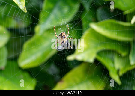 Un fly catturati in una spider web. di essere mangiato da crociera. Dopo aver intrappolato il volo,il ragno avvolge nella loro seta filettature sul web in modo efficace e di liquefare Foto Stock