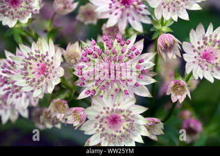 Rosa pallido Astrantia grandi 'Buckland' fiori coltivati in una frontiera di RHS Garden Harlow Carr, Harrogate, Yorkshire. Inghilterra, Regno Unito. Foto Stock