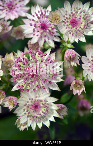 Rosa pallido Astrantia grandi 'Buckland' fiori coltivati in una frontiera di RHS Garden Harlow Carr, Harrogate, Yorkshire. Inghilterra, Regno Unito. Foto Stock