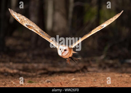 Il barbagianni in volo Foto Stock