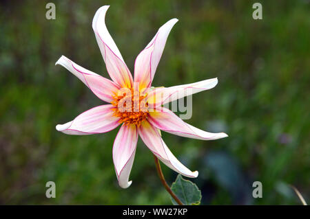 Bianco e rosa pallido a forma di stella Dahlia (Honka fragile) di fiori coltivati in una frontiera di RHS Garden Harlow Carr, Harrogate, Yorkshire. Inghilterra, Regno Unito. Foto Stock