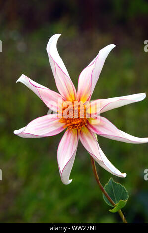 Bianco e rosa pallido a forma di stella Dahlia (Honka fragile) di fiori coltivati in una frontiera di RHS Garden Harlow Carr, Harrogate, Yorkshire. Inghilterra, Regno Unito. Foto Stock