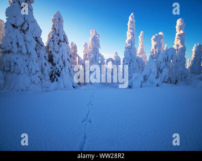 Lepre Orme nella neve attraverso abeti ammantato di neve picco Ruka Kuusamo Finlandia gennaio. Quando la neve mantelli di abeti di questo tipo è noto un Foto Stock