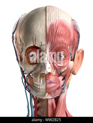Anatomia umana 3d illustrazione della testa con cranio, vasi sanguigni e muscoli, su sfondo bianco. Vista posteriore. Foto Stock