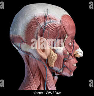 Testa umana anatomia 3d illustrazione muscolare e sistemi vascolari, vista laterale su sfondo nero. Foto Stock