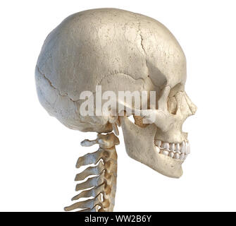 Anatomia umana 3d illustrazione del cranio. Vista laterale, su sfondo bianco. Foto Stock