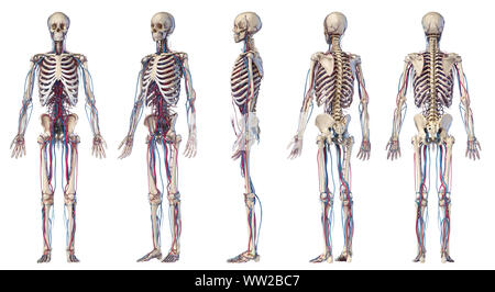 Corpo Umano anatomia. 3d illustrazione del muscolo scheletrico e cardiovascolare. Angolazioni diverse viste. Su sfondo bianco. Foto Stock