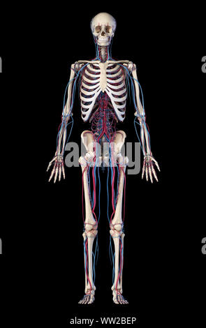 Corpo Umano anatomia. 3d illustrazione del muscolo scheletrico e cardiovascolare. Osservato dalla parte anteriore. Su sfondo nero. Foto Stock