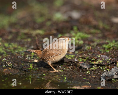 Scricciolo Troglodytes troglodytes Norfolk molla Foto Stock