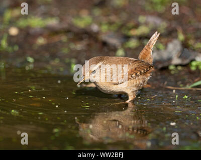 Scricciolo Troglodytes troglodytes Norfolk molla Foto Stock