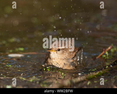 Scricciolo Troglodytes troglodytes balneazione molla di Norfolk Foto Stock