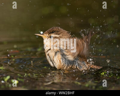 Scricciolo Troglodytes troglodytes balneazione molla di Norfolk Foto Stock