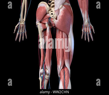 Anatomia Umana, arti e hip scheletrico, muscolare e cardiovascolare, con sub strati muscoli. vista posteriore, su sfondo nero. 3d illustrazione Foto Stock