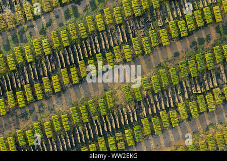 Oyster crescente vicino a Lagos, Algarve, Portogallo antenna fuco view Foto Stock