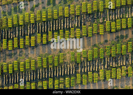 Ostriche farm righe vicino a Lagos, Algarve, Portogallo antenna fuco view Foto Stock