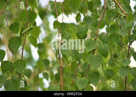 I rami di una giovane betulla con foglie verdi. Foto Stock