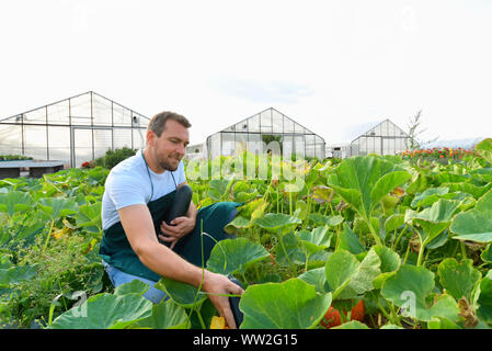 Il contadino raccoglie le zucchine su un campo vegetale della fattoria Foto Stock