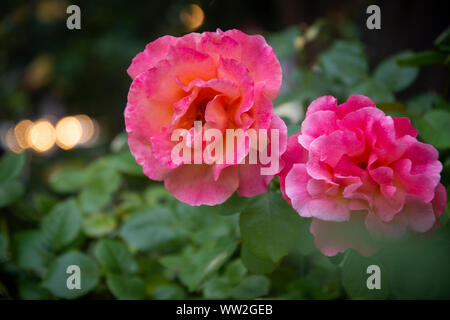 Cespugli di Rose di fiorire in un giardino sul 1400 Blocco di R Street NW, Washington, DC. Foto Stock