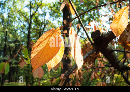 Foglie di colore arancione del frassino close-up in città verde parco sulla soleggiata giornata autunnale Foto Stock