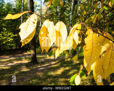 Foglie di giallo di frassino illuminata dal sole nel parco della città sulla soleggiata giornata autunnale Foto Stock