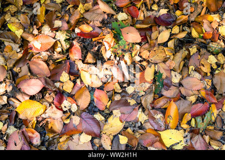 Vista dall'alto di molti colotful caduta foglie su Elm Tree sulla massa nel parco della città sui giorni di autunno Foto Stock