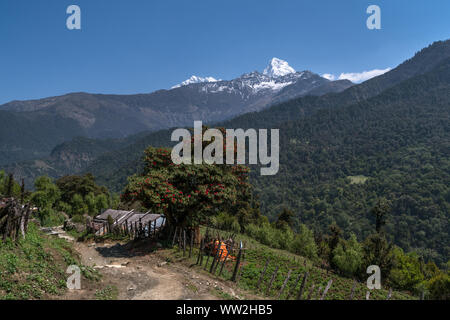 Backcountry in Annapurna Conservation Area in Nepal, con il Monte Annapurna vertice Sud vista da trek da Ghorepani a Tatopani Foto Stock