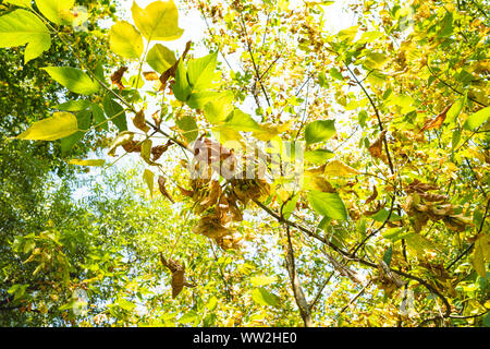 Vista dal basso dei frutti maturi e di ingiallimento delle foglie di acero ashleaf con cielo blu su sfondo nel parco della città sulla soleggiata giornata autunnale Foto Stock
