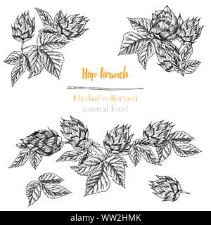 Set di botanica mano bozzetto hop bordi e cornici isolate su sfondo bianco. Disegno della linea. Telaio a base di erbe. Alimenti naturali collezione. Illustrazione Vettoriale
