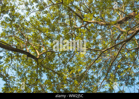 Image-Under grande natura albero verde. Foto Stock