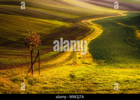 Albero e lone percorso tra i campi in Toscana moravo, Repubblica Ceca Foto Stock