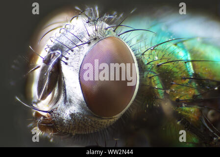 Il comune Greenbottle fly (Lucilia sericata). Foto Stock