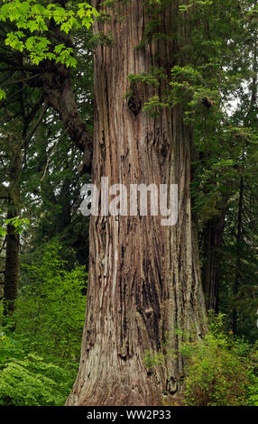 CA03567-00...CALIFORNIA - grande albero, una destinazione popolare per i visitatori di Prairie Creek Redwoods State Park; parte di Redwoods nazionali e i parchi statali Foto Stock
