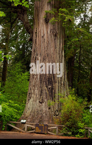 CA03568-00...CALIFORNIA - grande albero, una destinazione popolare per i visitatori di Prairie Creek Redwoods State Park; parte di Redwoods nazionali e i parchi statali Foto Stock