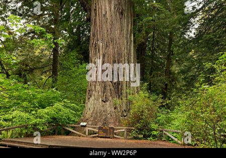 CA03569-00...CALIFORNIA - grande albero, una destinazione popolare per i visitatori di Prairie Creek Redwoods State Park; parte di Redwoods nazionali e i parchi statali Foto Stock