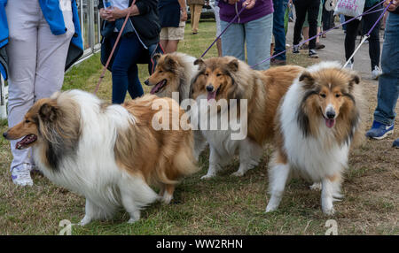 4 ruvido con i capelli lunghi collie cani su conduce a una contea inglese visualizza Foto Stock