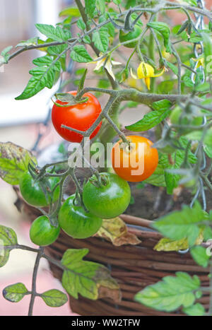 Pomodori ciliegia cresce in una cesta appesa e maturazione in un piccolo spazio limitato giardino. Foto Stock