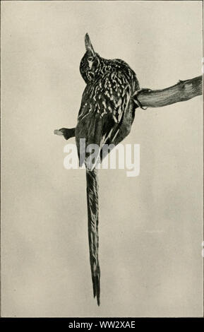 "Due bird-amanti in Messico" (1905) Foto Stock