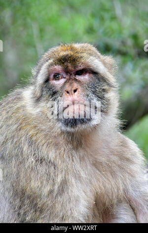 Barberia macaco Barberia ape o magot, Berberaffe, Macaca sylvanus, Gibilterra, i territori britannici d'Oltremare, Europa Foto Stock