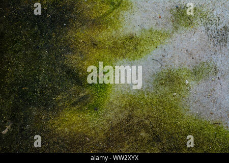 Sfondo di Moss, Verde muschio su grunge texture. Foto Stock