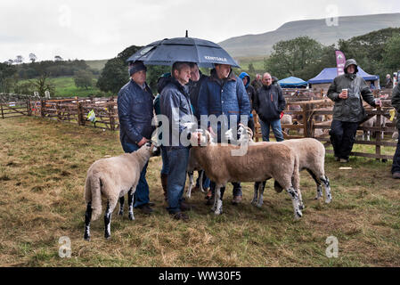 Gli agricoltori riparo dalla pioggia sotto un brolly come le loro pecore Swaledale attendere di essere giudicato a Moorcock mostrano vicino Hawes, North Yorkshire. Foto Stock