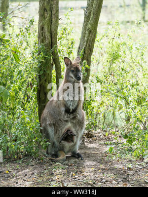 Collo rosso Wallaby Linton Zoo Conservation Park Cambridgeshire 2019 Foto Stock